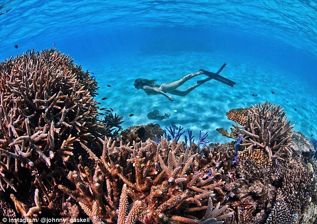 Rite On great barrier reef Fake Science