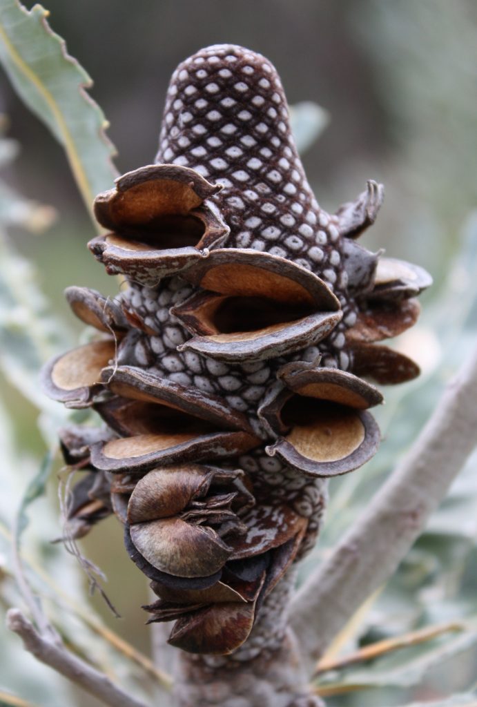 Bushfire regrowth