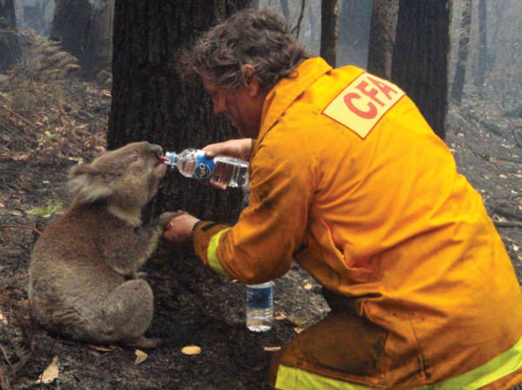 Giving a koala water during a bushfire