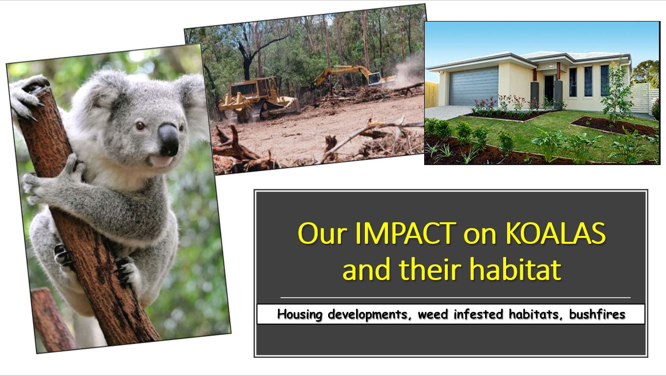 Koalas and their Habitat